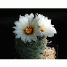 Photo Cactus 193 Flower