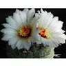 Photo Cactus 194 Flower title=
