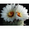 Photo Cactus 194 Flower