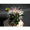 Photo Cactus 196 Flower