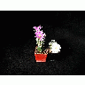 Photo Cactus 2 Flower