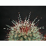 Photo Cactus 200 Flower