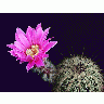 Photo Cactus 203 Flower