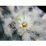 Photo Cactus 212 Flower title=