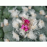 Photo Cactus 217 Flower