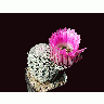Photo Cactus 23 Flower title=