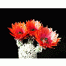Photo Cactus 28 Flower title=