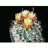 Photo Cactus 3 Flower