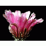 Photo Cactus 36 Flower title=
