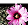 Photo Cactus 40 Flower title=