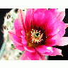 Photo Cactus 41 Flower