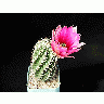Photo Cactus 43 Flower title=
