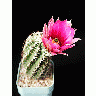 Photo Cactus 44 Flower