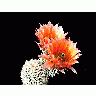 Photo Cactus 52 Flower