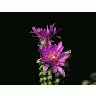 Photo Cactus 6 Flower