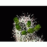 Photo Cactus 60 Flower