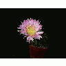 Photo Cactus 68 Flower