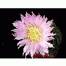 Photo Cactus 70 Flower