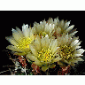 Photo Cactus 72 Flower
