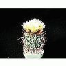 Photo Cactus 75 Flower