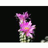Photo Cactus 8 Flower