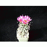 Photo Cactus 80 Flower