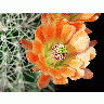 Photo Cactus 83 Flower