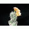Photo Cactus 85 Flower