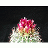 Photo Cactus 89 Flower