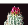 Photo Cactus 91 Flower