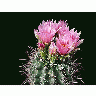 Photo Cactus 93 Flower