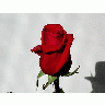 Photo Rose 1 Flower