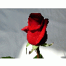 Photo Rose 12 Flower