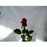Photo Rose 15 Flower