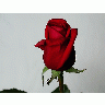 Photo Rose 18 Flower