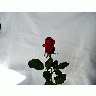 Photo Rose 19 Flower