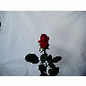 Photo Rose 29 Flower