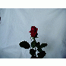 Photo Rose 31 Flower