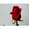 Photo Rose 34 Flower