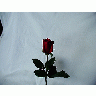 Photo Rose 38 Flower