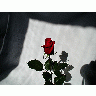 Photo Rose 4 Flower
