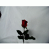 Photo Rose 40 Flower