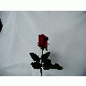 Photo Rose 42 Flower