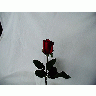 Photo Rose 48 Flower