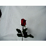 Photo Rose 50 Flower