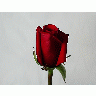 Photo Rose 57 Flower