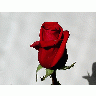 Photo Rose 6 Flower