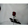 Photo Rose 62 Flower
