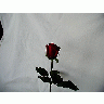 Photo Rose 64 Flower title=