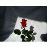 Photo Rose 7 Flower